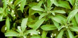 20110716 Kef Stevia 4