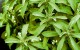 20110716 Kef Stevia 4