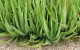Αλόη Βέρα (Aloe Vera) : Γνωρίστε την καλλιέργεια της Aloi