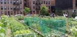 Urban Community Garden