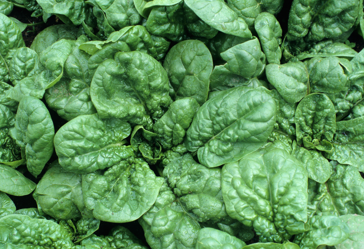 Bloomsdale Spinach Seeds