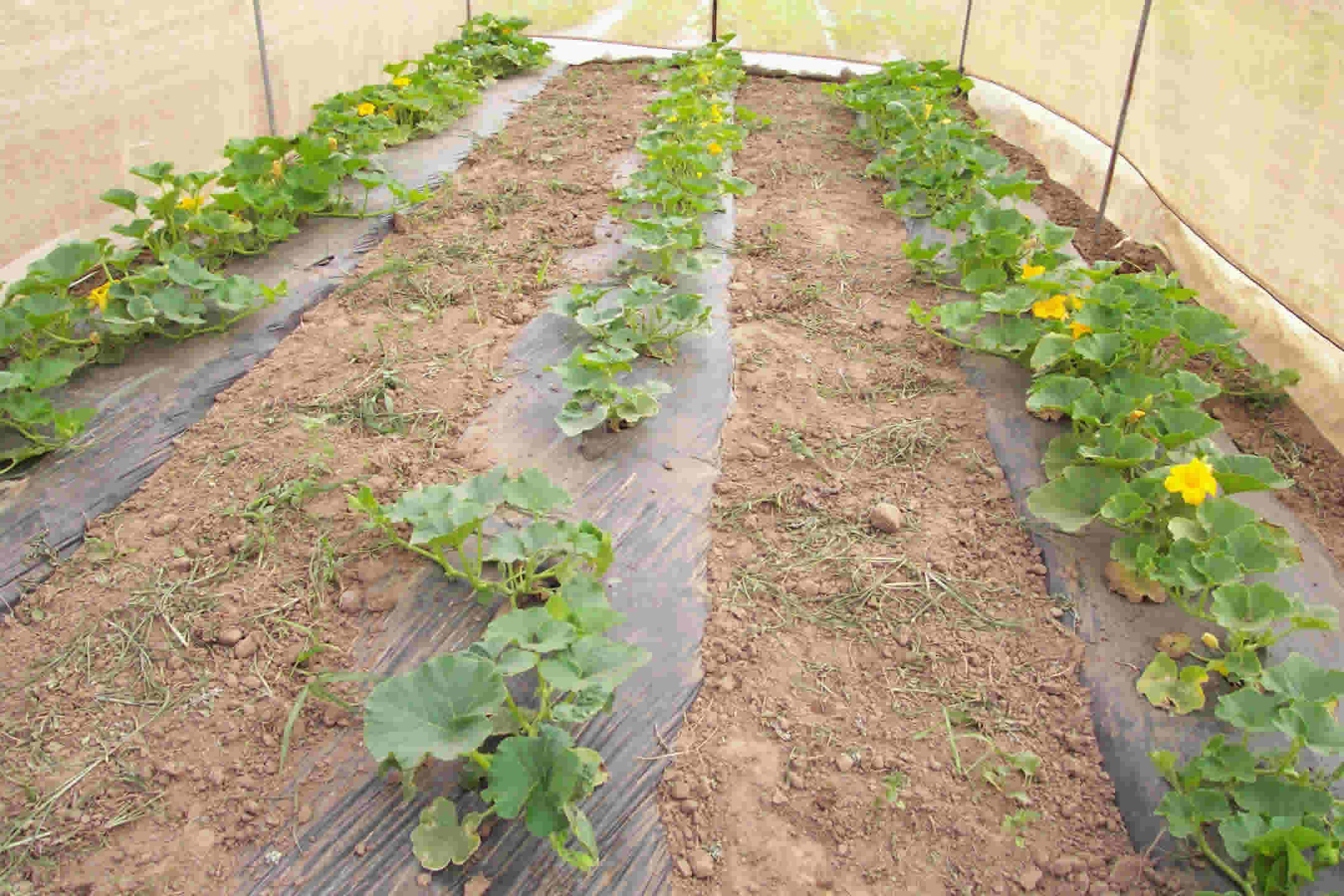 Cucurbita1 Arsusdagov