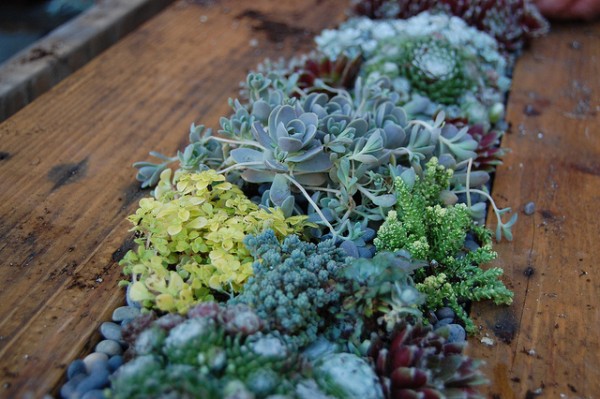 Succulent Planter 600x399