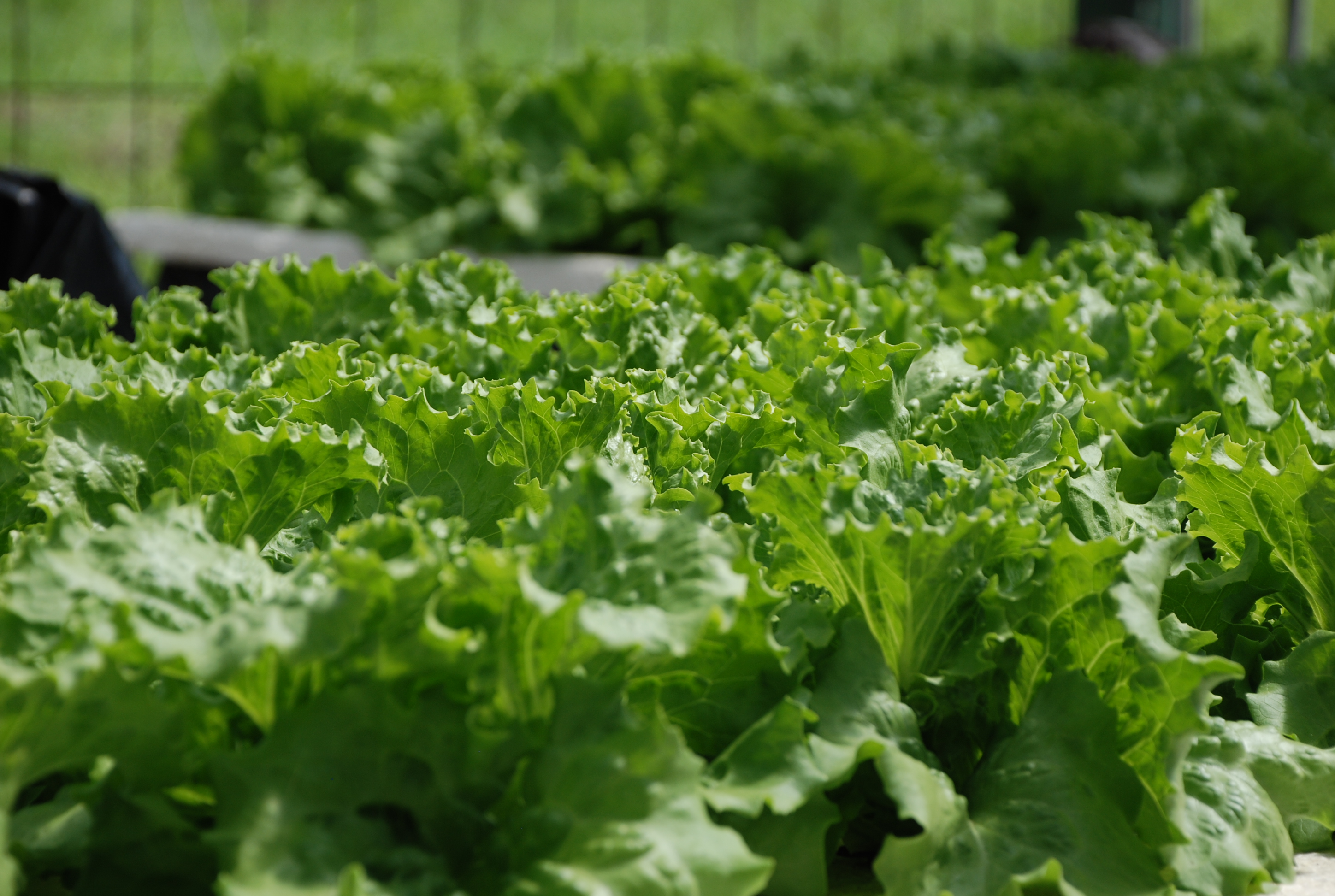 Hydroponic Lettuce