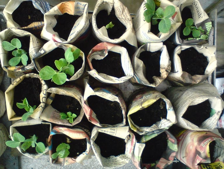 Φτιάξτε τα δικά σας σπορεία από εφημερίδα Pea Seedlings In Newspaper Pots