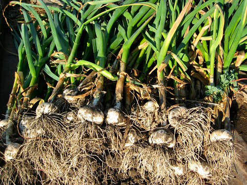 Καλλιέργησε σκόρδο στο σπίτι σου Allium Sativum