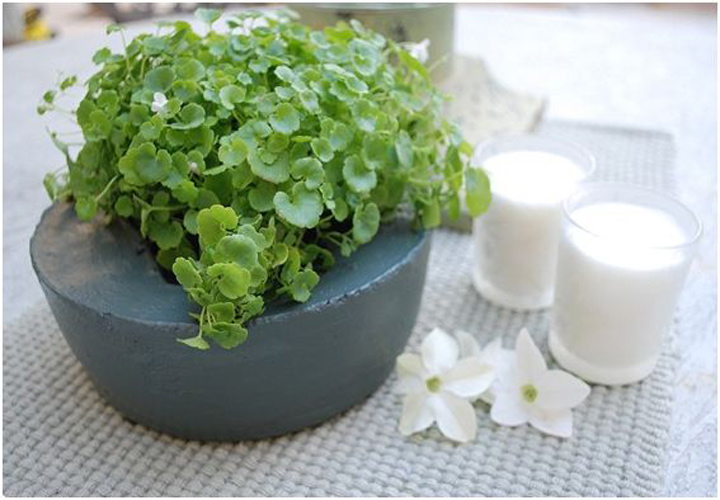 Outdoor Cement Planter2