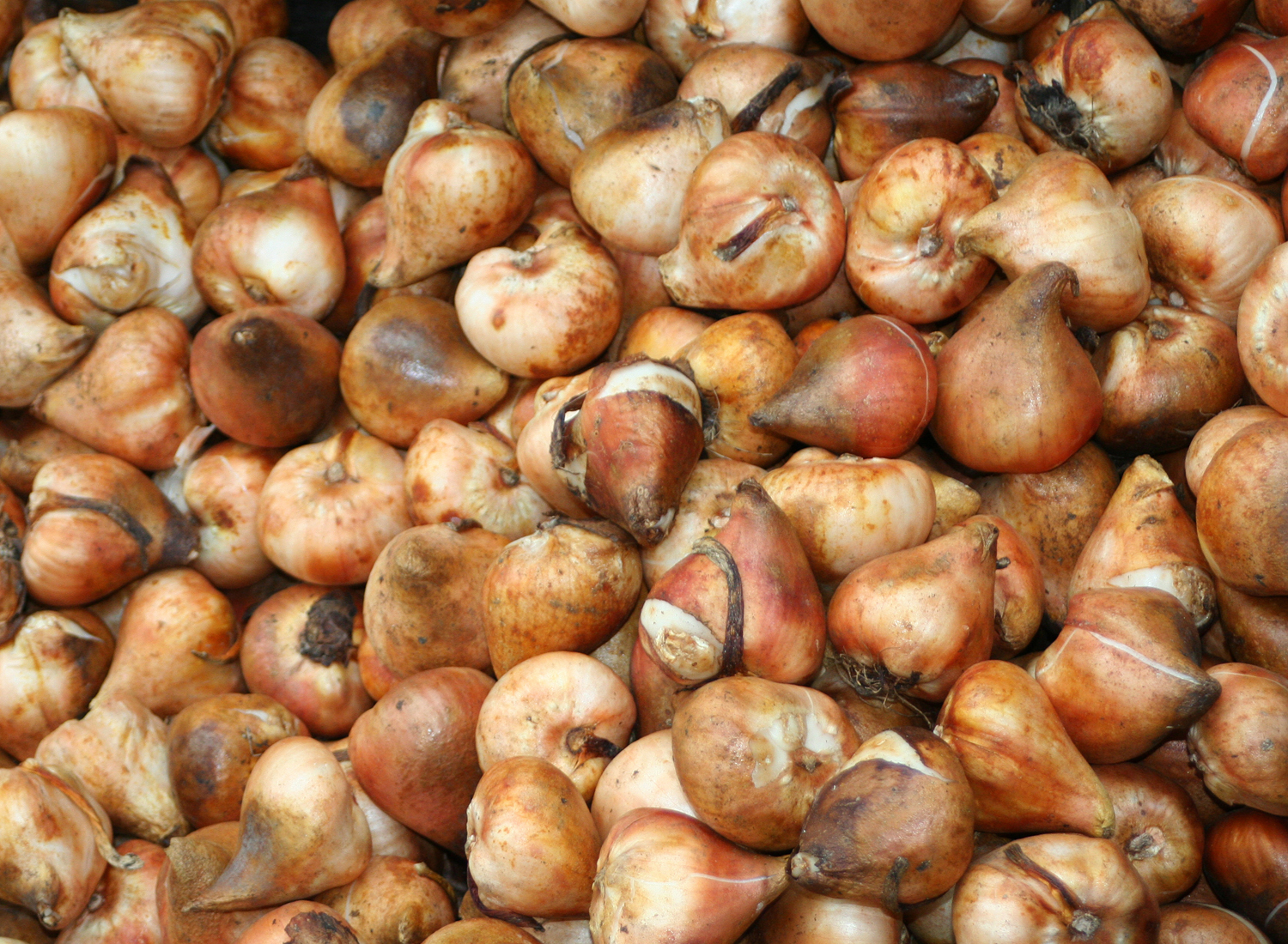 Βολβοί: πώς και πότε τους φυτεύουμε Flower Bulbs