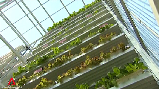 Singapore Commercial Vertical Farm